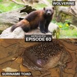 60: Wolverine & Suriname Toad episode logo