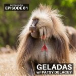 61: Geladas w/ Patsy DeLacey! episode logo