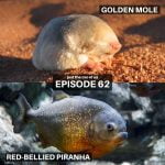 62: Golden Mole & Red-Bellied Piranha episode logo