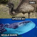 64: Emu & Whale Shark episode logo