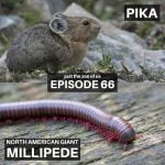 66: Pika & North American Giant Millipede episode logo