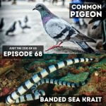 68: Pigeon & Banded Sea Krait episode logo
