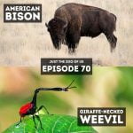 70: American Bison & Giraffe-Necked Weevil episode logo
