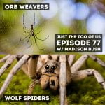 77: Orb Weavers & Wolf Spiders w/ Madison Bush! episode logo