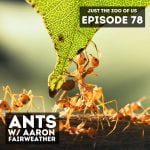 78: Ants w/ Aaron Fairweather! episode logo