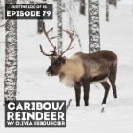 79: Reindeer (aka Caribou) w/ Olivia deBourcier! episode logo