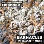 81: Barnacles w/ Elizabeth Mills! episode logo