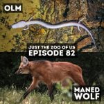 82: Olm & Maned Wolf episode logo