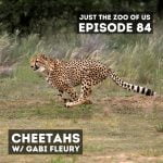 84: Cheetahs w/ Gabi Fleury! episode logo