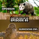 85: Opossum & Burrowing Owl episode logo