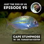 95: Cape Stumpnose w/ Dr. Yanasivan Kisten! episode logo