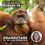 96: Orangutans w/ Dr. Lara Durgavich! episode logo