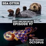97: Sea Otter & Blue-Ringed Octopus episode logo