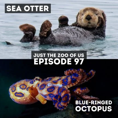 Podcast Logo