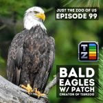 99: Bald Eagles w/ Patch, creator of TierZoo! episode logo