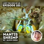 101: Mantis Shrimp w/ Alice Chou! episode logo