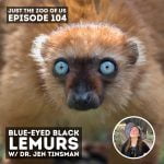 104: Blue-Eyed Black Lemur w/ Dr. Jen Tinsman! episode logo
