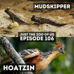 106: Mudskipper & Hoatzin episode logo
