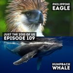 109: Philippine Eagle & Humpback Whale episode logo