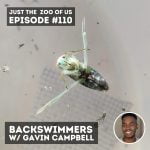 110: Backswimmers w/ Gavin Campbell! episode logo