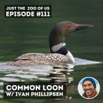 111: Common Loon w/ Ivan Phillipsen! episode logo