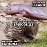 112: Mexican Mole Lizard & Echidna episode logo