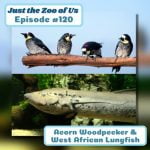 120: Acorn Woodpecker & West African Lungfish episode logo