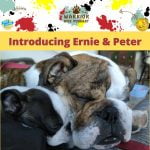 Introducing Ernie and Peter episode logo