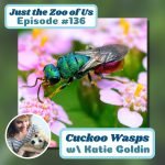 136: Cuckoo Wasps w/ Katie Goldin! episode logo