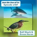 127: Bull Shark & Green Heron episode logo