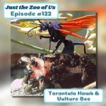 122: Tarantula Hawk & Vulture Bee episode logo
