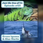 131: Green Iguana & Blue Marlin episode logo