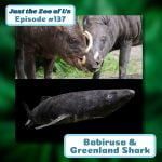 137: Babirusa & Greenland Shark episode logo