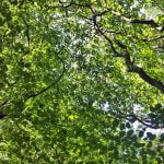 100 Suffolk Wood (part 11) – a new day episode logo