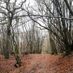 104 While away in winter woodland (a clear mind special) episode logo