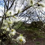 106 In time the wren will come – Murmurs of the Kerry Ridgeway episode logo