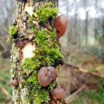 110 Rain falls in Banfield Wood episode logo