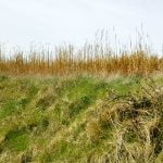 116 Sissing plantations in open country episode logo