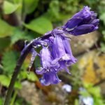 119 Dawn chorus in the rain high in the Derbyshire hills episode logo