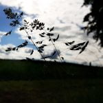 125 May rain in the Forest of Dean episode logo