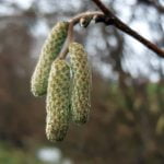 Quiet field by Young Wood episode logo