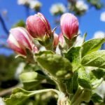 Garden birds under a silent sky episode logo