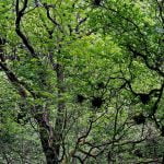 After the dawn chorus in the Forest of Dean episode logo