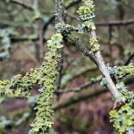 Light rain beside the lane near Sandy episode logo