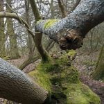 A fallen tree on Galley Hill episode logo