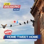 Home Tweet Home – Which Nest Is Best? episode logo