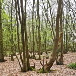Mistle thrush sings amongst wind hushing conifers episode logo