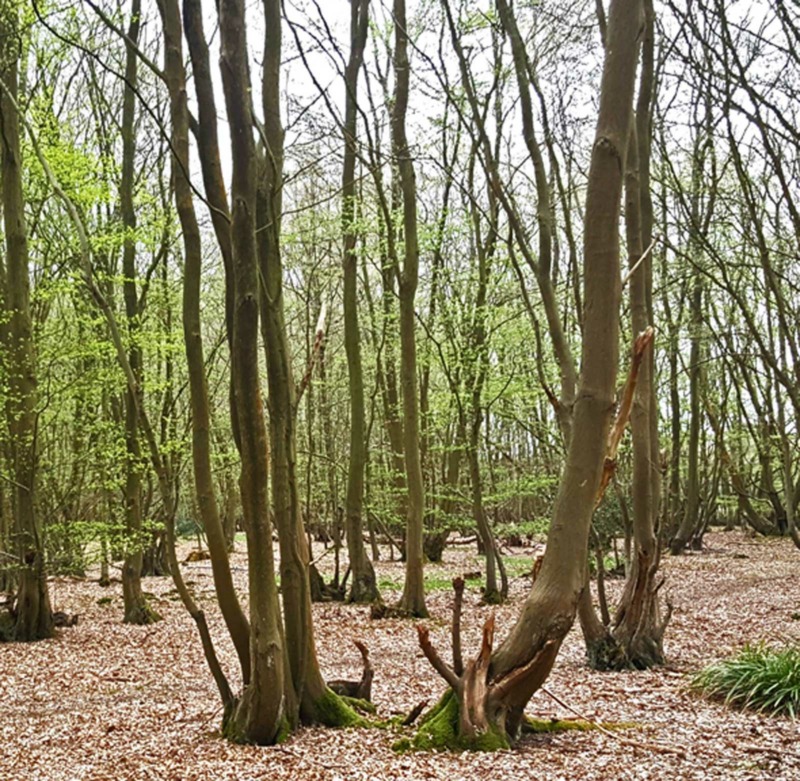Mistle thrush sings amongst wind hushing conifers from Radio Lento