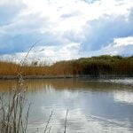 Waiting for skylarks at the Rye Harbour nature reserve episode logo