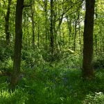 Wading cows and a passing cuckoo – the lakes and woodland of Chatsworth episode logo